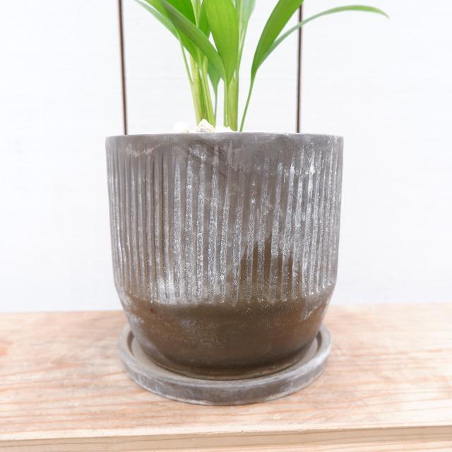 スーパーアレカヤシ 観葉植物 御祝い 陶器鉢付き 現品 おしゃれ 室内