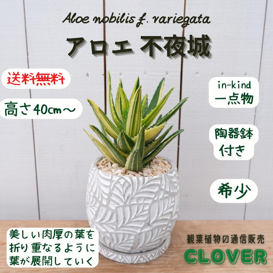 アロエ 不夜城錦 多肉 希少 レア 陶器鉢 お祝い 観葉植物 アロエ 不夜城錦 多肉 希少 レア 陶器鉢 お祝い 観葉植物