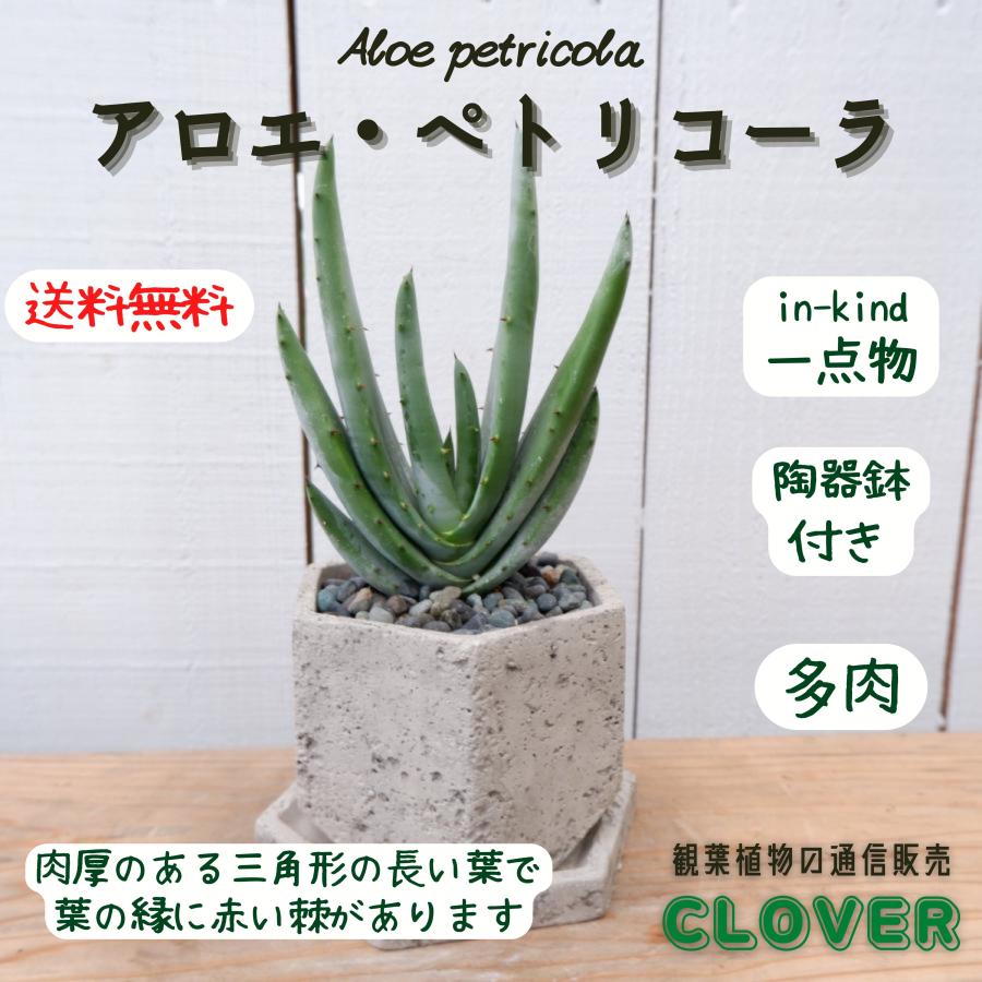 アロエ ペトリコーラ 巴里錦 多肉植物 陶器鉢付き 現品 お祝い おしゃれ 室内 育てやすい 観葉植物 種類 インテリア おすすめ Aroe6 観葉植物の通信販売クローバー 通販 Yahoo ショッピング