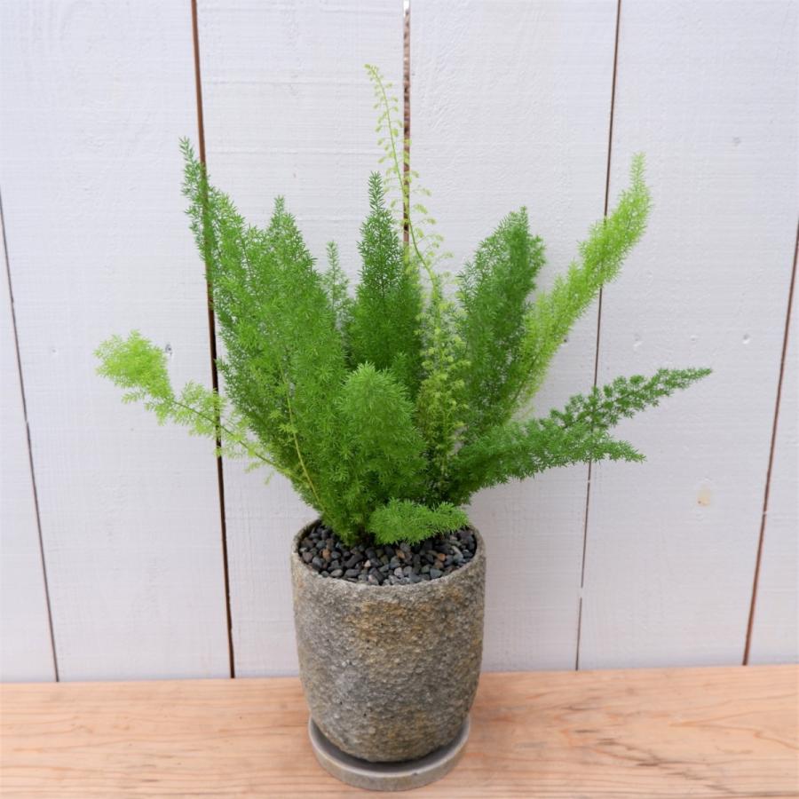 アスパラガス メイリー デンシフロルス 陶器付き 観葉植物 現品限り Asupara4 観葉植物の通信販売クローバー 通販 Yahoo ショッピング