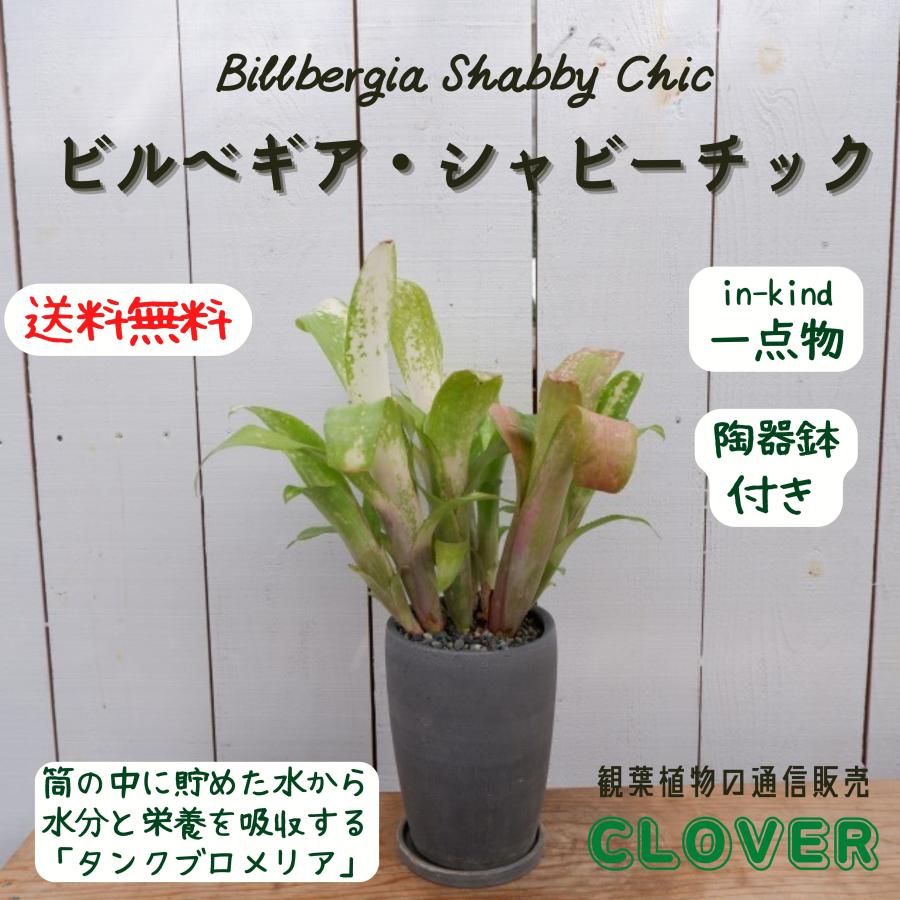ビルべギア シャビーチック タンクブロメリア アナナス 陶器鉢 観葉植物おしゃれ 室内 育てやすい 種類 インテリア おすすめ レア 希少 Biruberugia2 観葉植物の通信販売クローバー 通販 Yahoo ショッピング