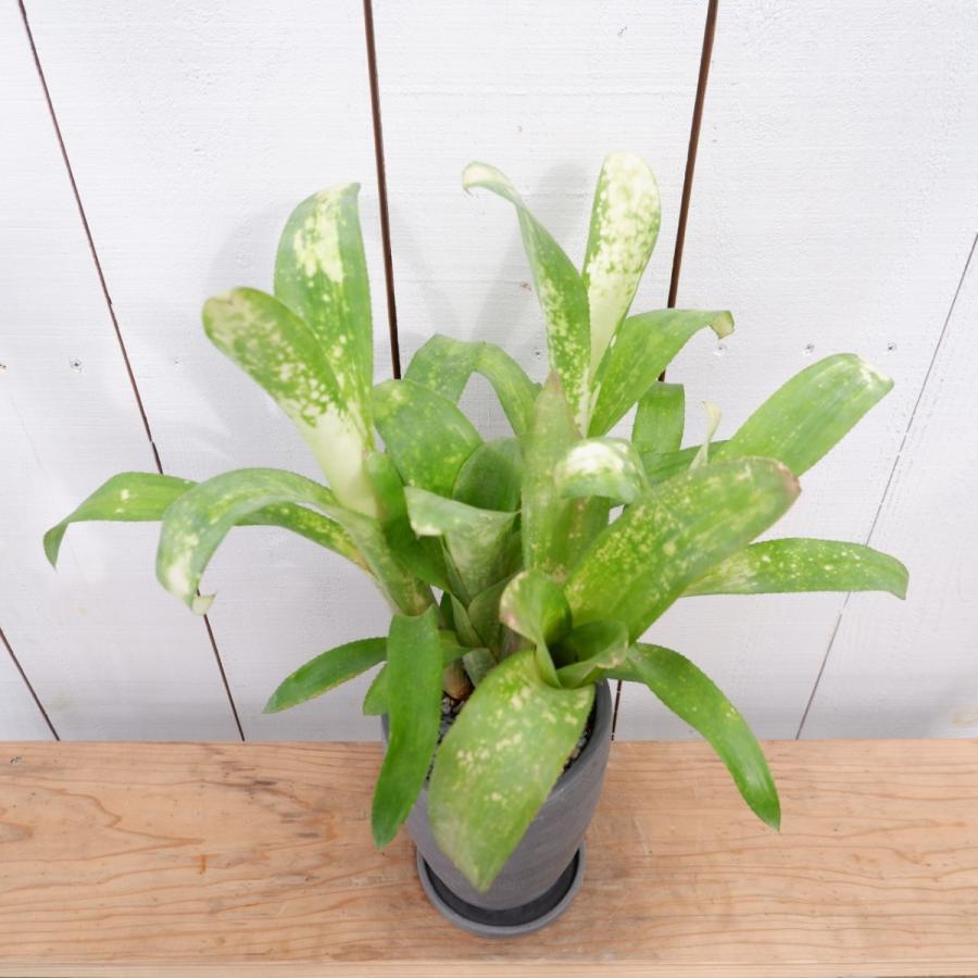 ビルべギア シャビーチック タンクブロメリア アナナス 陶器鉢 観葉植物おしゃれ 室内 育てやすい 種類 インテリア おすすめ Biruberugia2 観葉植物の通信販売クローバー 通販 Yahoo ショッピング