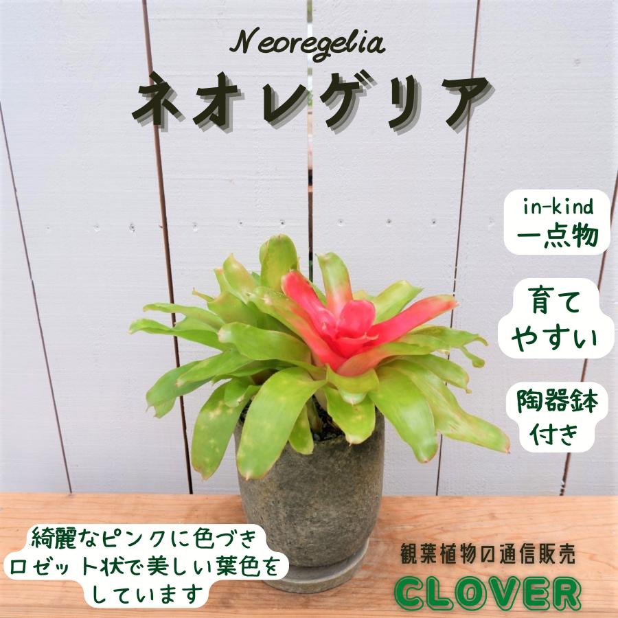 ネオレゲリア タンクブロメリア アナナス 陶器鉢 観葉植物 現品 お祝い おしゃれ 室内 育てやすい 種類 インテリア おすすめ レア 希少 Biruberugia4 観葉植物の通信販売クローバー 通販 Yahoo ショッピング