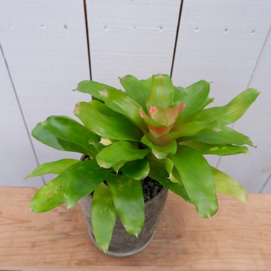 ビルべルギア タンクブロメリア アナナス 陶器鉢付き 観葉植物 現品 お祝い おしゃれ 室内 育てやすい 種類 インテリア おすすめ Biruberugia4 観葉植物の通信販売クローバー 通販 Yahoo ショッピング