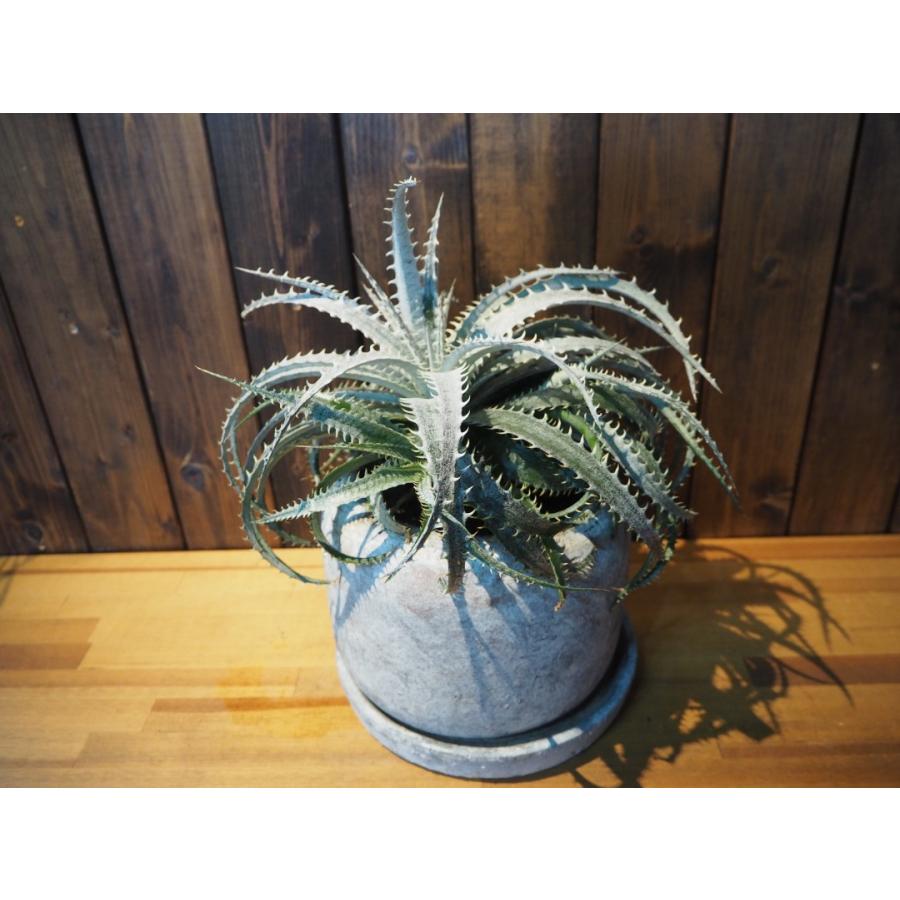 観葉植物 ディッキア グランマニエル 陶器付き 現品限り Dyckia 5号 Dexikkia1 観葉植物の通信販売クローバー 通販 Yahoo ショッピング