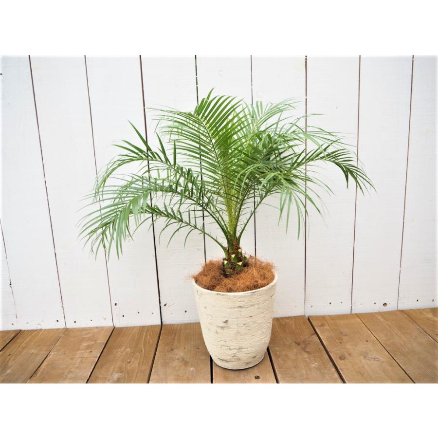フェニックス ロべレニー 鉢付き ヤシ 観葉植物 現品限り Fenikkusu4 観葉植物の通信販売クローバー 通販 Yahoo ショッピング
