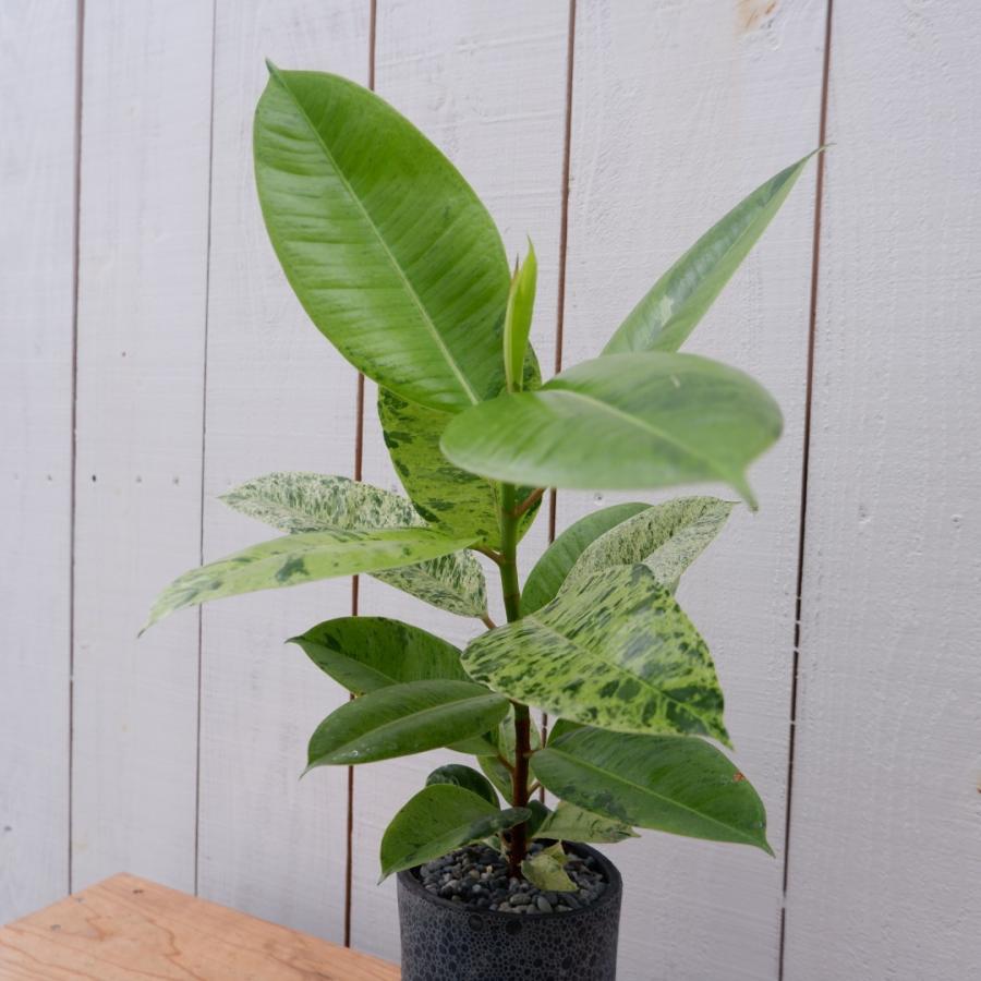 フィカス ジン 観葉植物 ゴムの木 斑入り 陶器鉢付 現品 お祝い おしゃれ 室内 育てやすい 種類 インテリア 黄色 おすすめ レア 希少 Gin1 観葉植物の通信販売クローバー 通販 Yahoo ショッピング