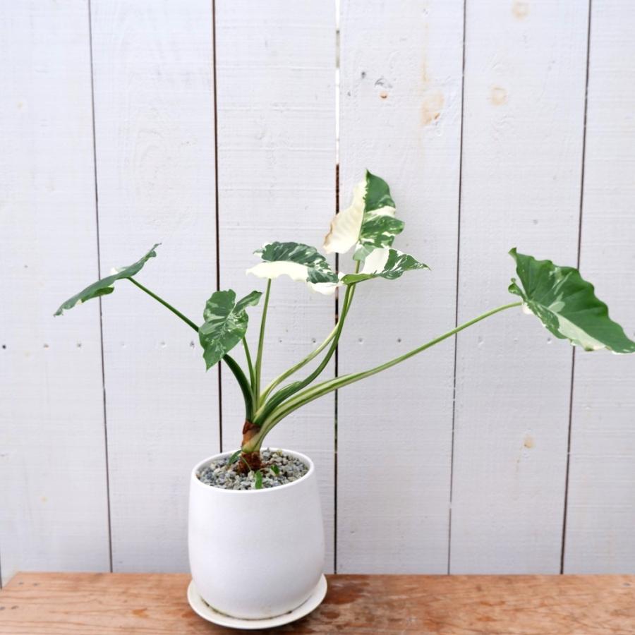斑入り クワズイモ 希少 レア 陶器付き 観葉植物 現品 お祝い 斑入り クワズイモ 希少 レア 陶器付き 観葉植物 現品 お祝い