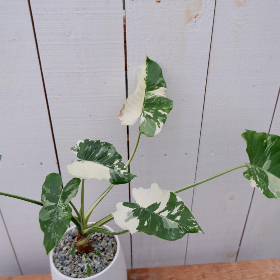 斑入り クワズイモ 希少 レア 陶器付き 観葉植物 現品 お祝い 斑入り クワズイモ 希少 レア 陶器付き 観葉植物 現品 お祝い