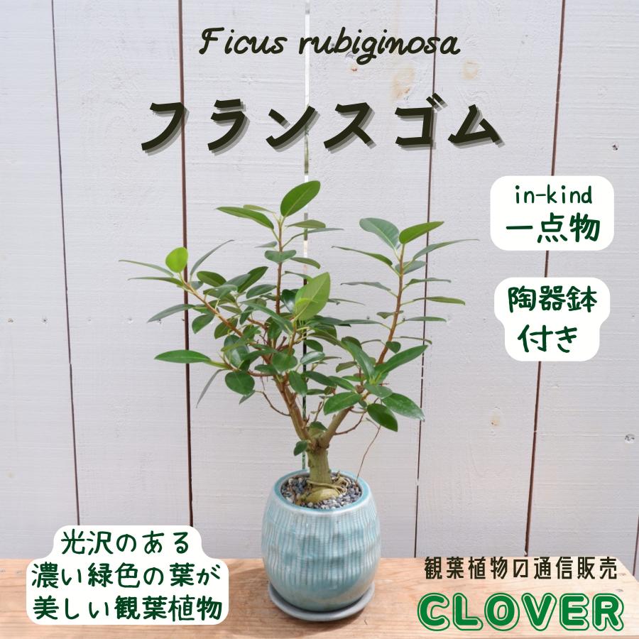 フィカス ジン おしゃれ おすすめ お中元 お祝い インテリア ゴムの木 室内 斑入り 現品 種類 育てやすい 観葉植物 陶器鉢付 黄色 人気ブランドの新作 観葉植物