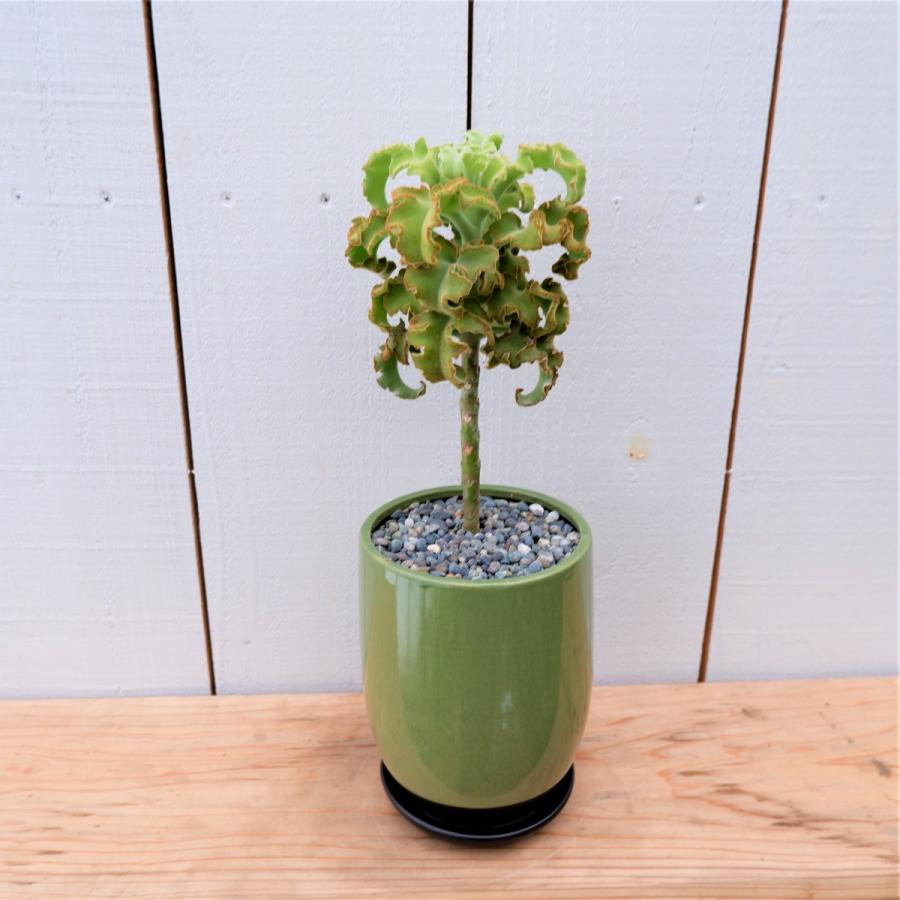 カランコエ ベハレンシス ミニマ 仙女の舞 陶器付き 多肉植物 現品限り Karannkoe5 観葉植物の通信販売クローバー 通販 Yahoo ショッピング