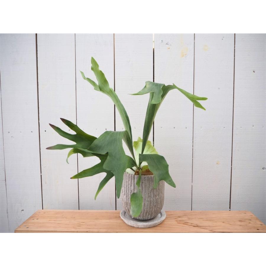 コウモリラン プラティケリウム 陶器付き 現品限り Koumoriran4 観葉植物の通信販売クローバー 通販 Yahoo ショッピング