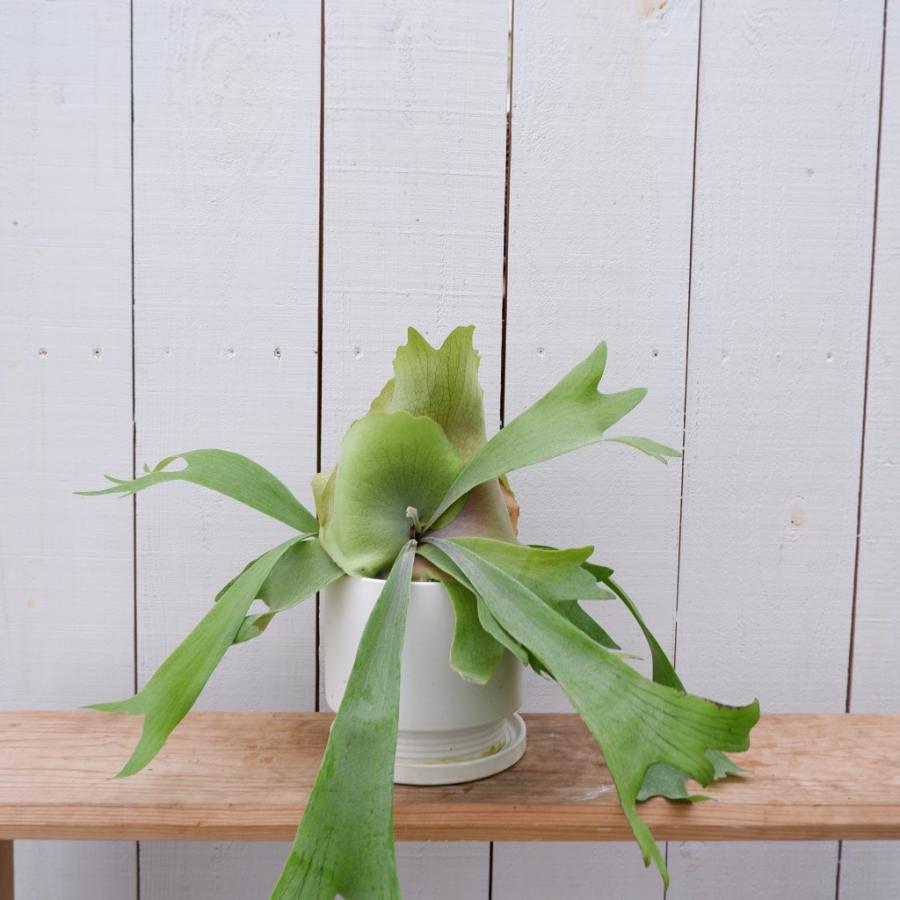 コウモリラン アルシコルネ 陶器鉢付き 現品 お祝い 御祝い 観葉植物