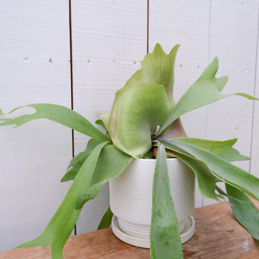 コウモリラン アルシコルネ 陶器鉢付き 現品 お祝い 御祝い 観葉植物