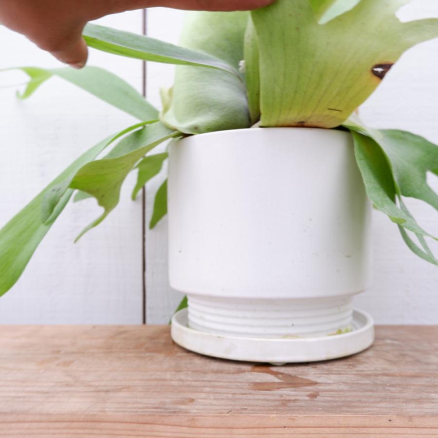 コウモリラン アルシコルネ 陶器鉢付き 現品 お祝い 御祝い 観葉植物