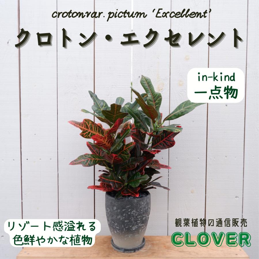 クロトン エクセレント 変容木 インテリア 観葉植物 御祝い 陶器鉢 希少 おしゃれ 室内 育てやすい 種類 カラーリーフ おすすめ レア Kurotonn9 観葉植物の通信販売クローバー 通販 Yahoo ショッピング
