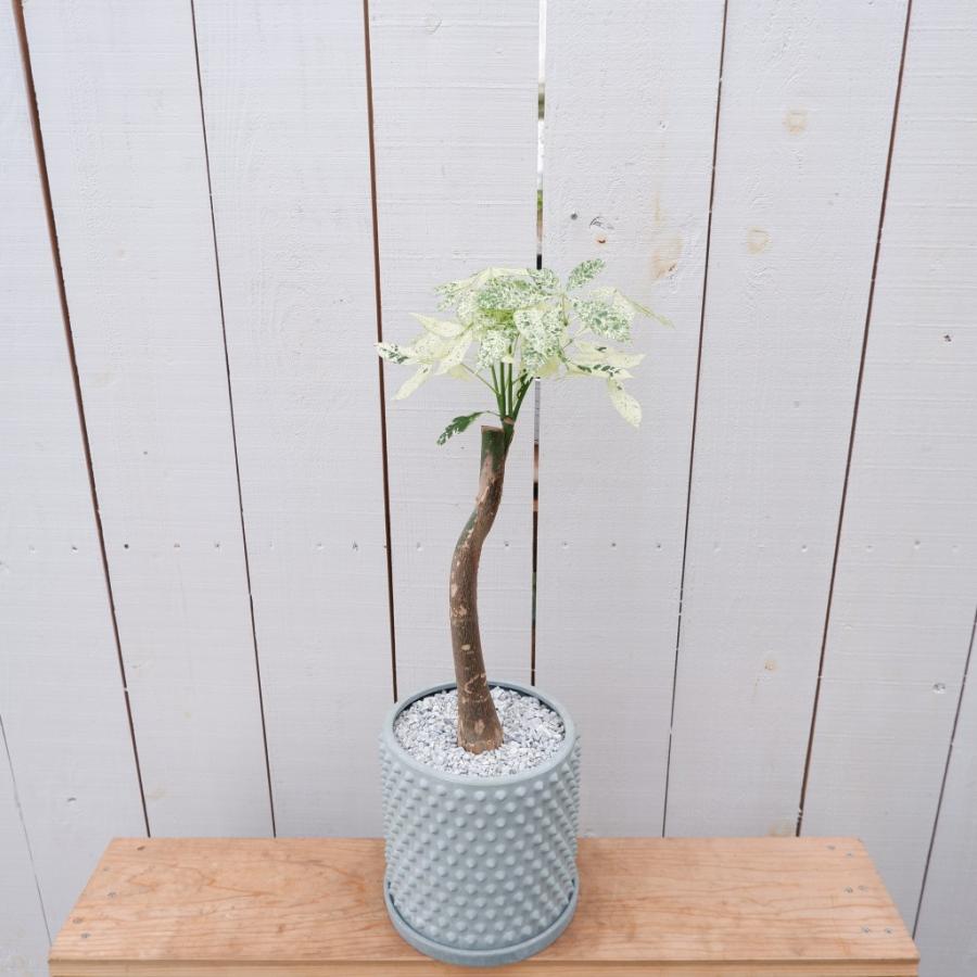 パキラ ミルキーウェイ 斑入り カイエンナッツ 陶器鉢 現品 観葉植物 お祝い 接ぎ木 おしゃれ 室内 育てやすい 種類 レア 希少 インテリア また