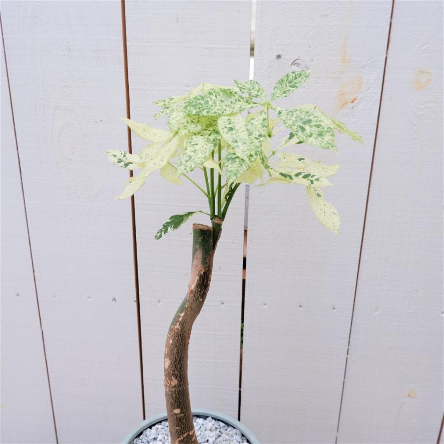 パキラ ミルキーウェイ 斑入り カイエンナッツ 陶器鉢 現品 観葉植物 お祝い 接ぎ木 おしゃれ 室内 育てやすい 種類 レア 希少 インテリア また