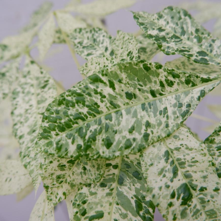 パキラ ミルキーウェイ 斑入り カイエンナッツ 陶器鉢 現品 観葉植物 お祝い 接ぎ木 おしゃれ 室内 育てやすい 種類 レア 希少 インテリア また