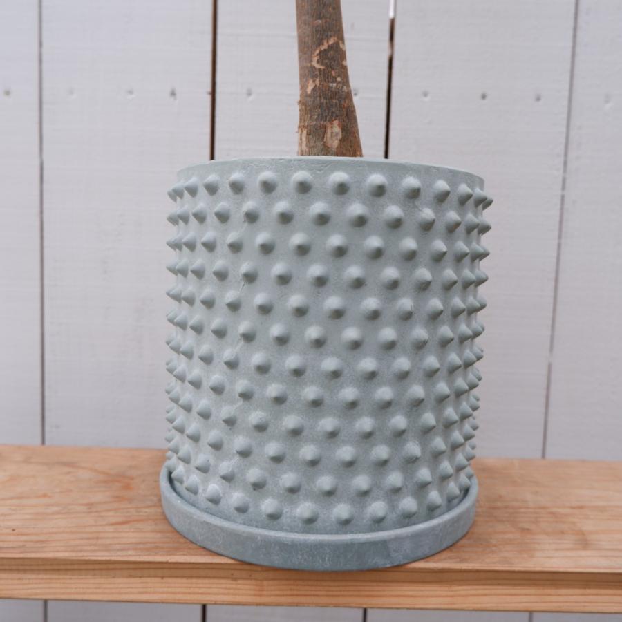 パキラ ミルキーウェイ 斑入り カイエンナッツ 陶器鉢 現品 観葉植物 お祝い 接ぎ木 おしゃれ 室内 育てやすい 種類 レア 希少 インテリア また