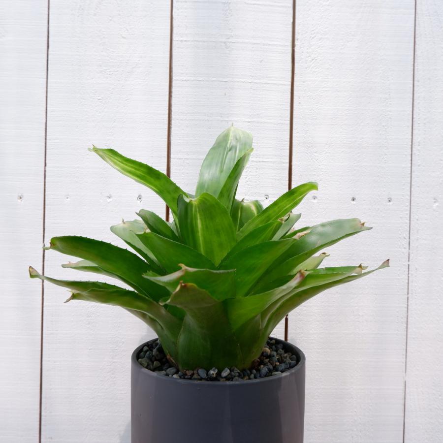 ネオレゲリア ピンクセンセーション ブロメリア 観葉植物 現品 お祝い おしゃれ 室内 育てやすい 種類 お中元 おすすめ Neoregeria5 観葉植物の通信販売クローバー 通販 Yahoo ショッピング