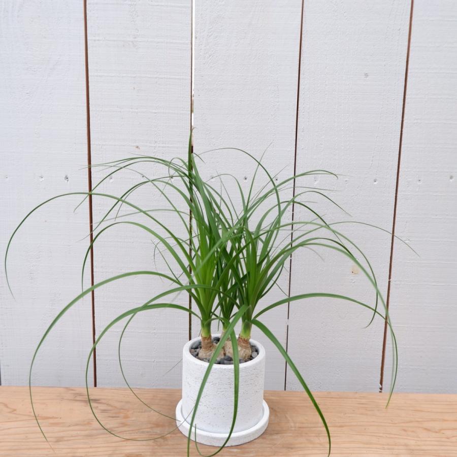 トックリラン ノリナ コーデックス 塊根植物 ポニーテール 陶器付き 現品限り お祝い Norina2 観葉植物の通信販売クローバー 通販 Yahoo ショッピング