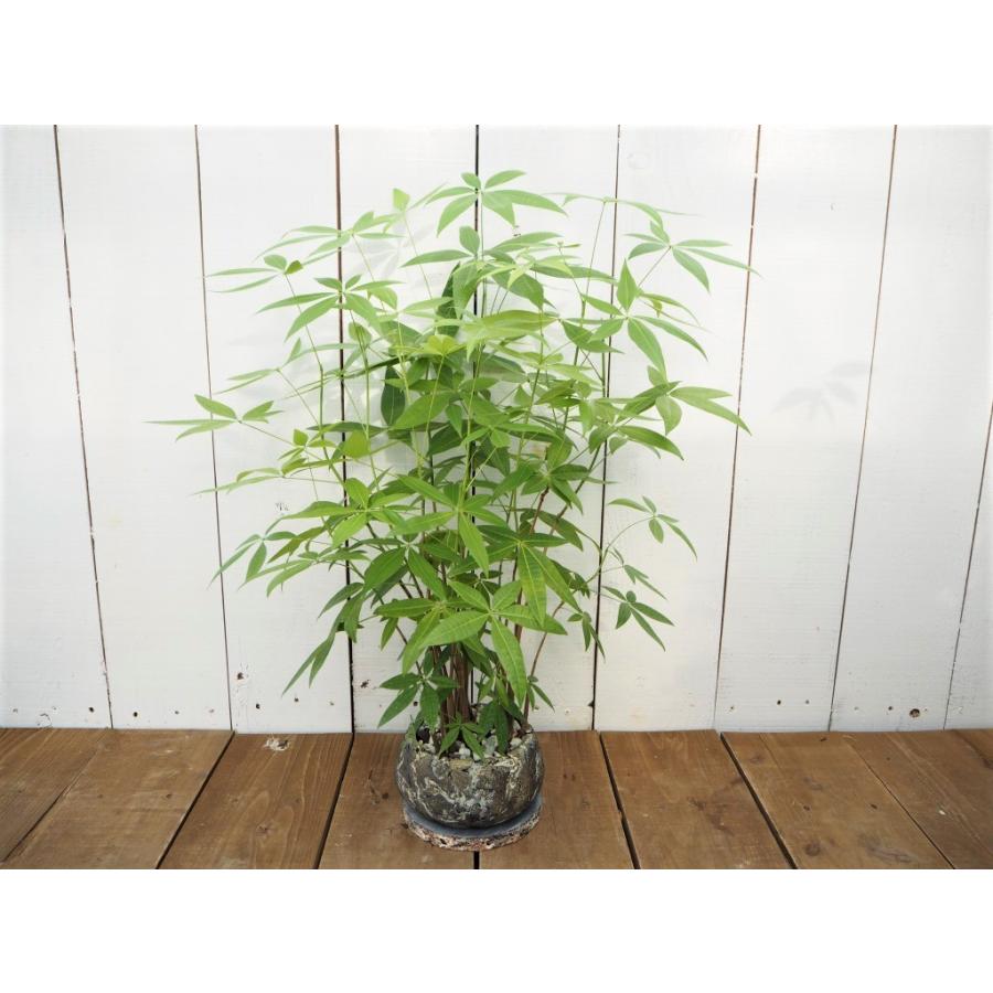 パキラ 発財樹 陶器付き 観葉植物 インテリア Pakira1 観葉植物の通信販売クローバー 通販 Yahoo ショッピング