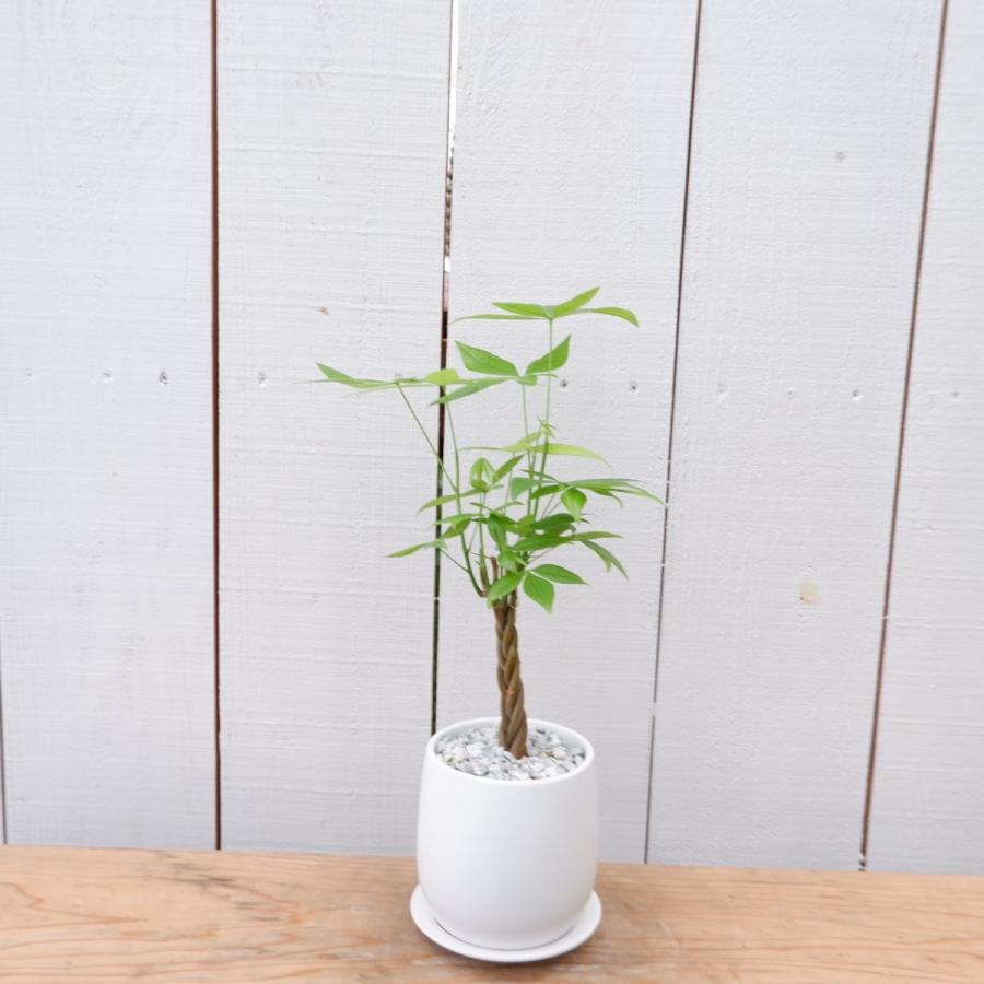パキラ カイエンナッツ 発財樹 陶器付き 現品限り 観葉植物 お祝い Pakira7 観葉植物の通信販売クローバー 通販 Yahoo ショッピング