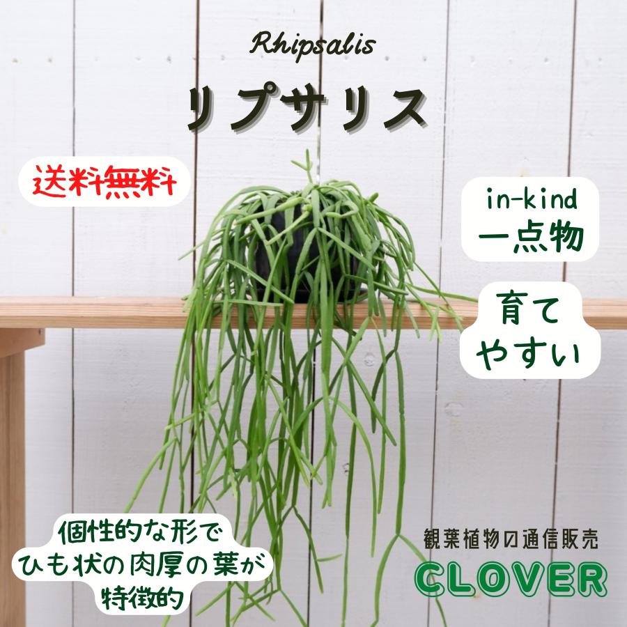リプサリス 鉢付き 現品 多肉植物 サボテン インテリア お祝い 観葉植物 おしゃれ 室内 育てやすい 種類 おすすめ Ripusarisu3 観葉植物の通信販売クローバー 通販 Yahoo ショッピング