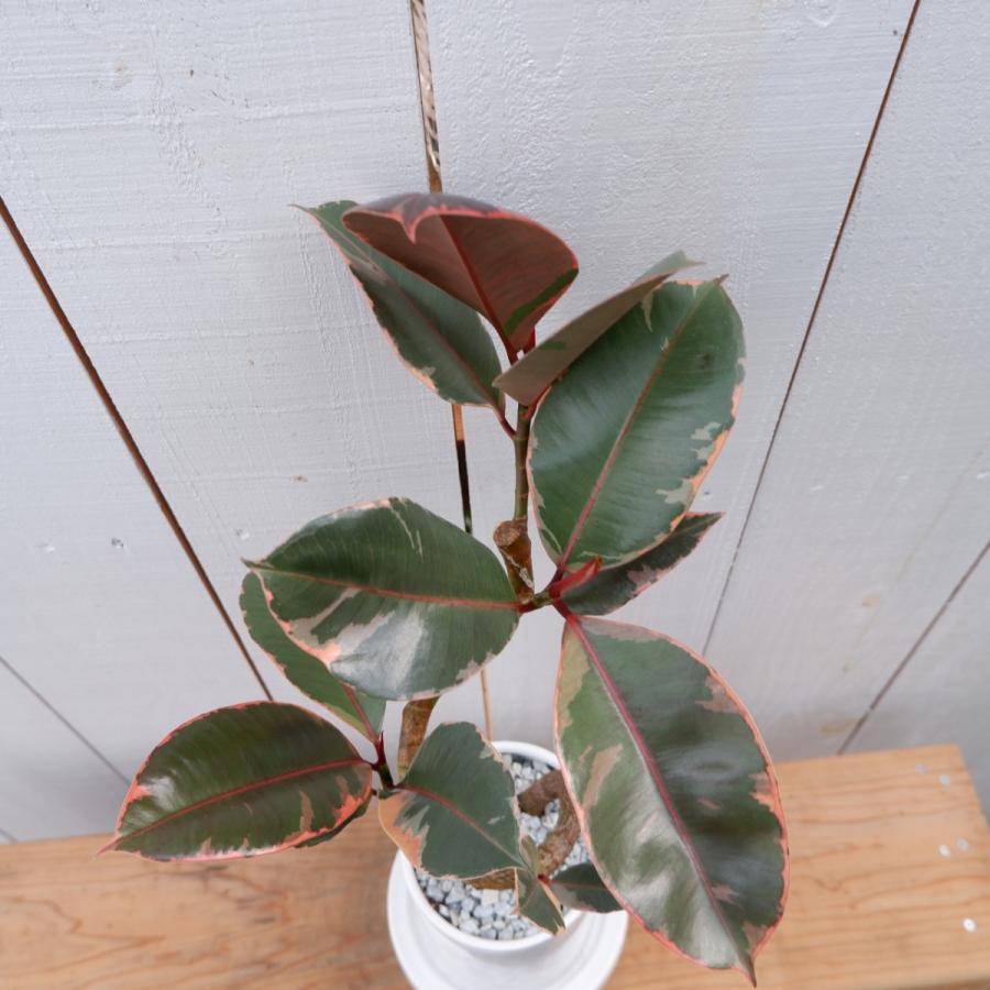 フィカス ルビー ゴムの木 現品 観葉植物 インテリア 陶器鉢 お祝い おしゃれ 室内 育てやすい 種類 斑入り 曲がり おすすめ Rubi 2 観葉植物の通信販売クローバー 通販 Yahoo ショッピング
