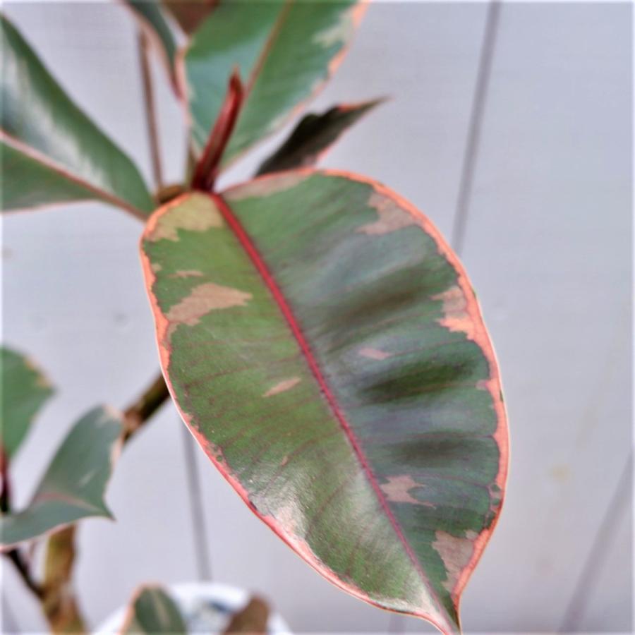 フィカス ルビー ゴムの木 現品 観葉植物 インテリア 陶器鉢 お祝い おしゃれ 室内 育てやすい 種類 斑入り 曲がり おすすめ Rubi 2 観葉植物の通信販売クローバー 通販 Yahoo ショッピング