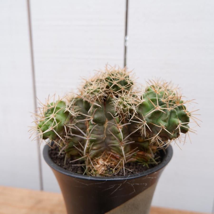 ギムノカリキウム 観葉植物 カクタス 希少 サボテン 現品 おしゃれ