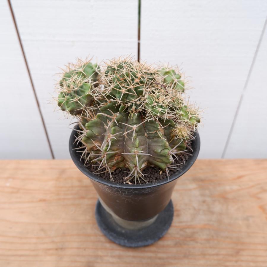 ギムノカリキウム 観葉植物 カクタス 希少 サボテン 現品 おしゃれ