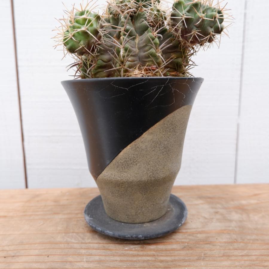 超特大　ギムノカリキウム　リオグラデンセ　希少種　陶器鉢のまま発送　サボテン 超特大 ギムノカリキウム リオグラデンセ 希少種 陶器鉢のまま