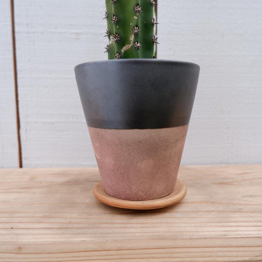 アストロフィツム ランポー玉 碧瑠璃鸞鳳玉 綴化 サボテン 接ぎ木 観葉植物 おしゃれ 室内 育てやすい 種類 インテリア おすすめ レア 希少 Sabotenn44 観葉植物の通信販売クローバー 通販 Yahoo ショッピング