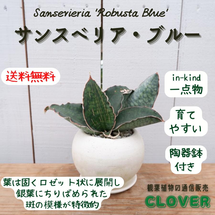 サンスベリア シルバーブルー 陶器鉢セット インテリア 観葉植物 現品 お祝い おしゃれ 室内 育てやすい 種類 おすすめ レア 希少 Sannseberia15 観葉植物の通信販売クローバー 通販 Yahoo ショッピング