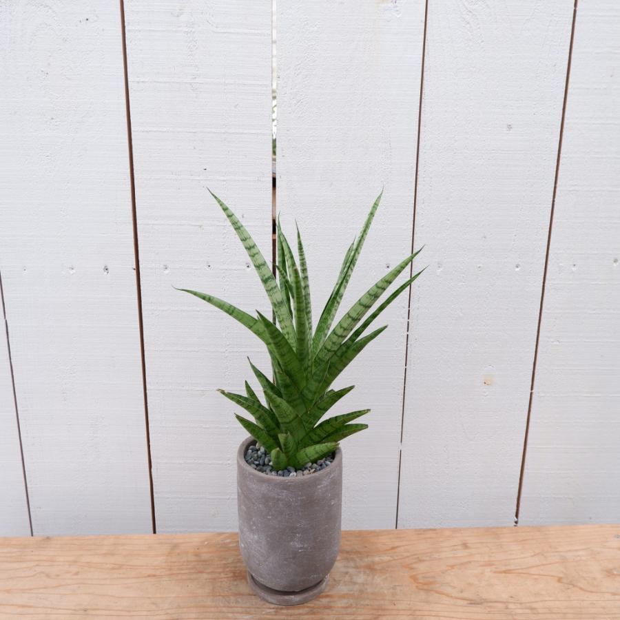 サンスベリア・ハイブリット サンセベリア 陶器鉢 観葉植物 現品