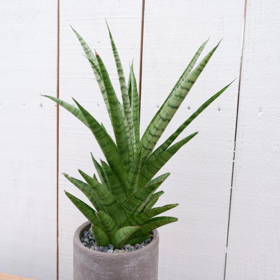 サンスベリア・ハイブリット サンセベリア 陶器鉢 観葉植物 現品