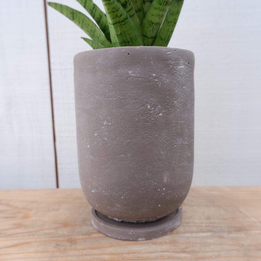 サンスベリア・ハイブリット サンセベリア 陶器鉢 観葉植物 現品