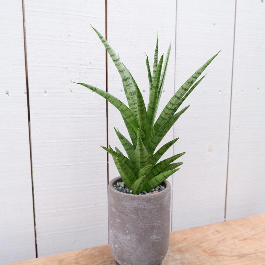 サンスベリア・ハイブリット サンセベリア 陶器鉢 観葉植物 現品