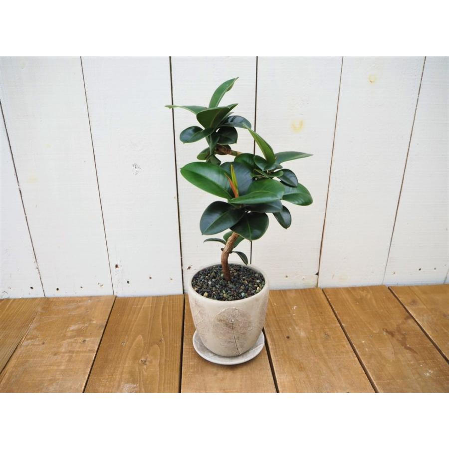 現品限り フィカス ソフィア ゴムの木 観葉植物 陶器セット Sofia3 観葉植物の通信販売クローバー 通販 Yahoo ショッピング