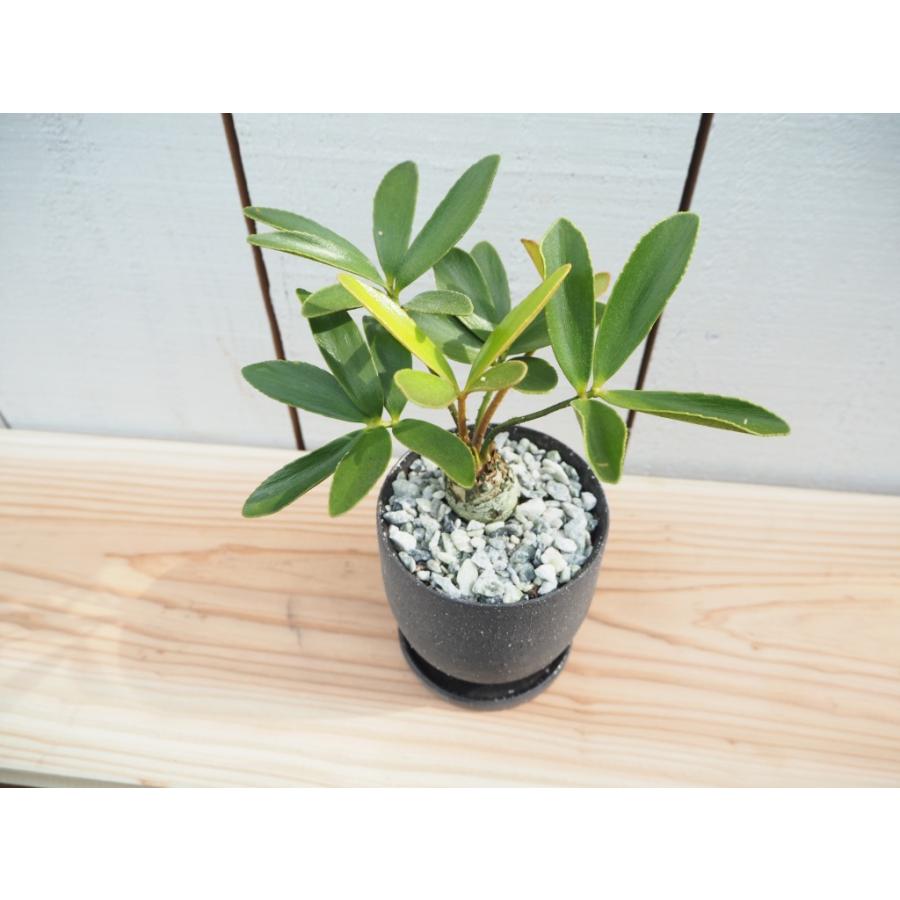メキシコソテツ ザミア 陶器セット 現品一点限り ミニ 観葉植物 Sotetu10 観葉植物の通信販売クローバー 通販 Yahoo ショッピング