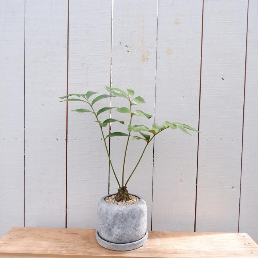 メキシコソテツ ザミア 陶器鉢セット 現品 観葉植物 お祝い おしゃれ