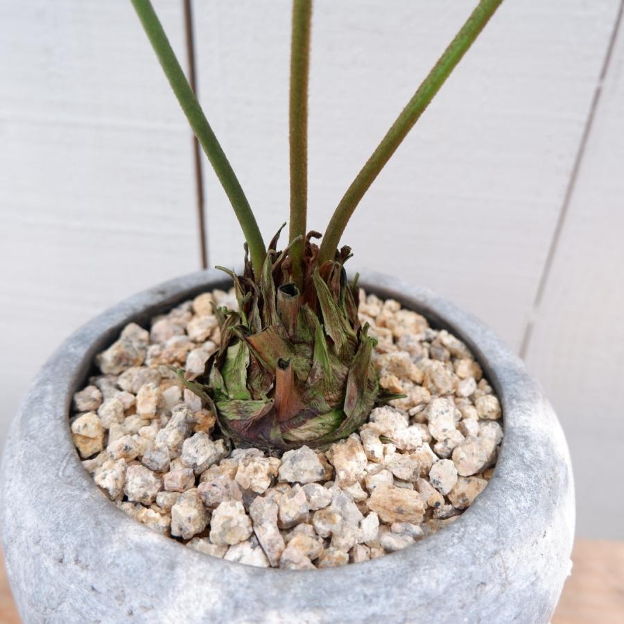 メキシコソテツ ザミア 陶器鉢セット 現品 観葉植物 お祝い おしゃれ