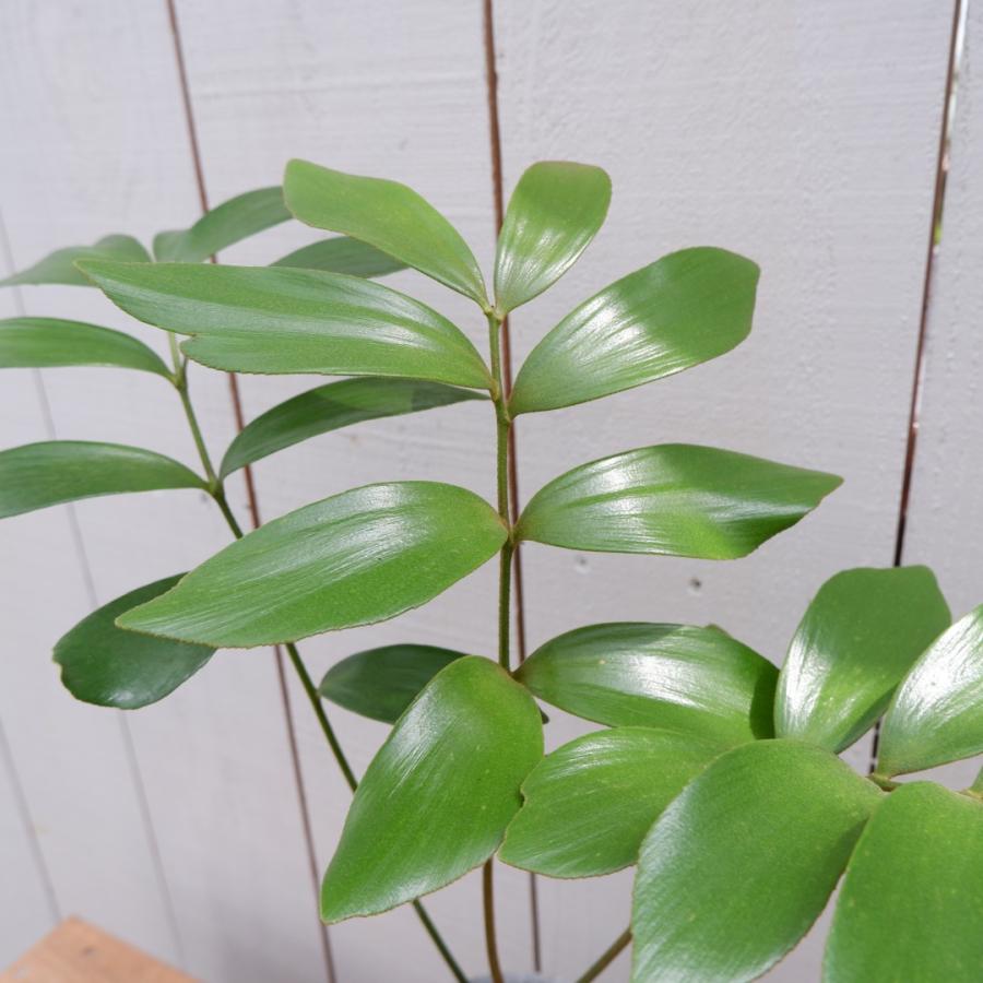 メキシコソテツ ザミア 陶器鉢セット 現品 観葉植物 お祝い おしゃれ
