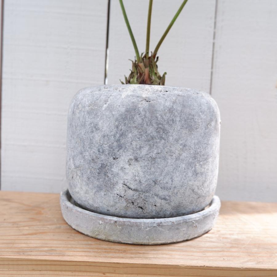 メキシコソテツ ザミア 陶器鉢セット 現品 観葉植物 お祝い おしゃれ