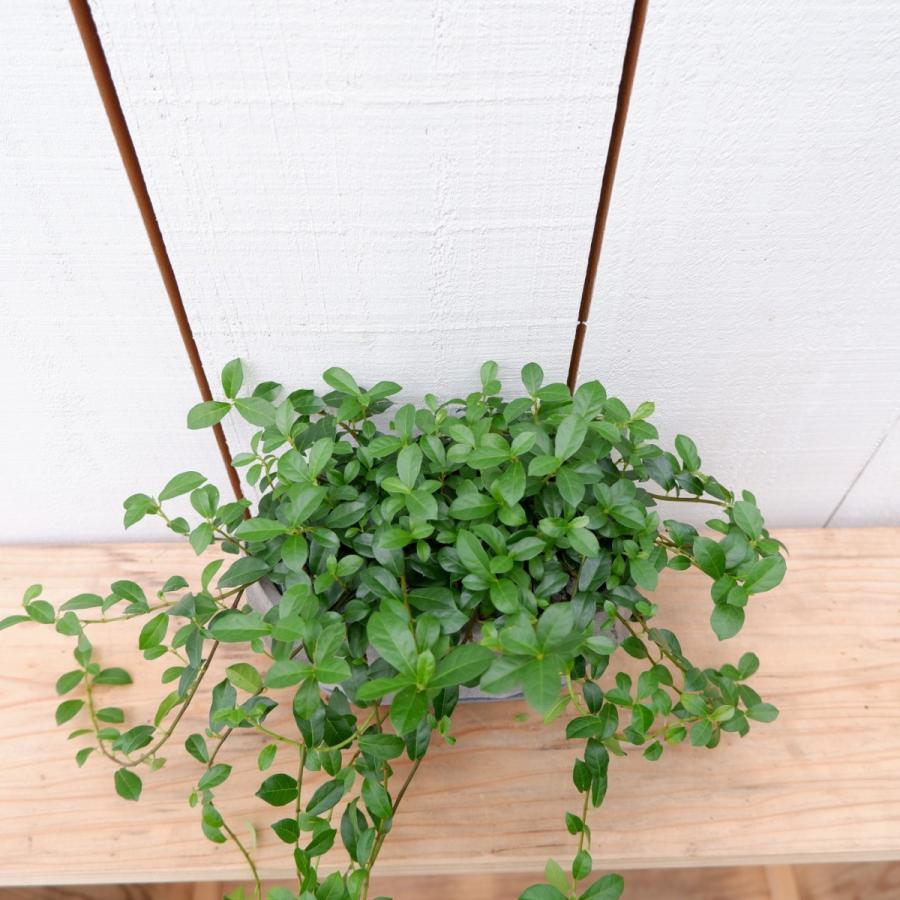 フィカス シャングリラ 蔓性ガジュマル 現品限り 観葉植物 インテリア 陶器鉢セット Syanngurira2 観葉植物の通信販売クローバー 通販 Yahoo ショッピング