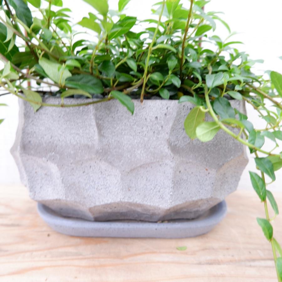 フィカス シャングリラ 蔓性ガジュマル 現品限り 観葉植物 インテリア 陶器鉢セット Syanngurira2 観葉植物の通信販売クローバー 通販 Yahoo ショッピング