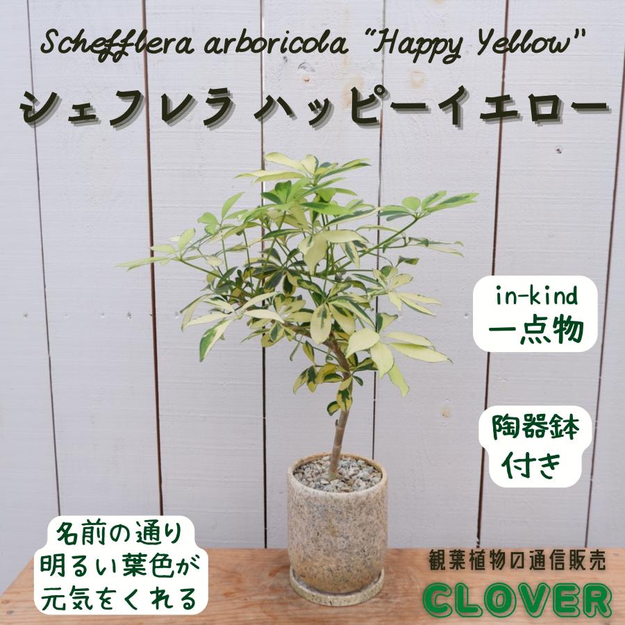 カポック ハッピーイエロー コンパクタ 斑入り 陶器 シェフレラ 観葉植物 室内 育てやすい 種類 曲がり インテリア おすすめ Syehurera7 観葉植物の通信販売クローバー 通販 Yahoo ショッピング