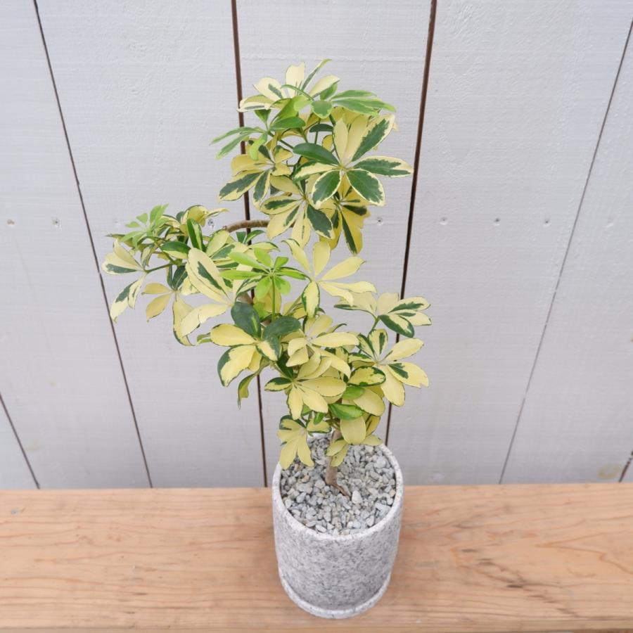 カポック ハッピーイエロー コンパクタ 斑入り 陶器 シェフレラ 観葉植物 室内 育てやすい 種類 曲がり インテリア おすすめ Syehurera7 観葉植物の通信販売クローバー 通販 Yahoo ショッピング